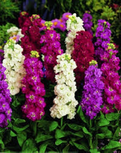 40+ Matthiola Cinderella Mix Stock Flower Seeds/ Reseeding Annual