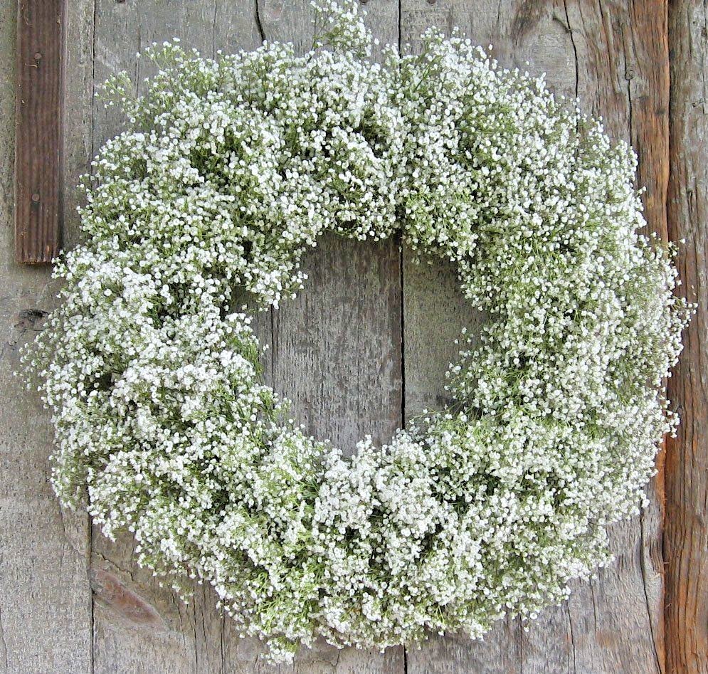 501+BABY’S BREATH Seeds Annual Cut Dried Flowers Summer Garden Patio Container