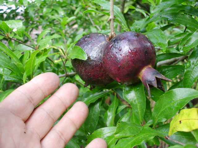 20 EIGHT BALL POMEGRANATE SEEDS – Punica granatum “Eight Ball”