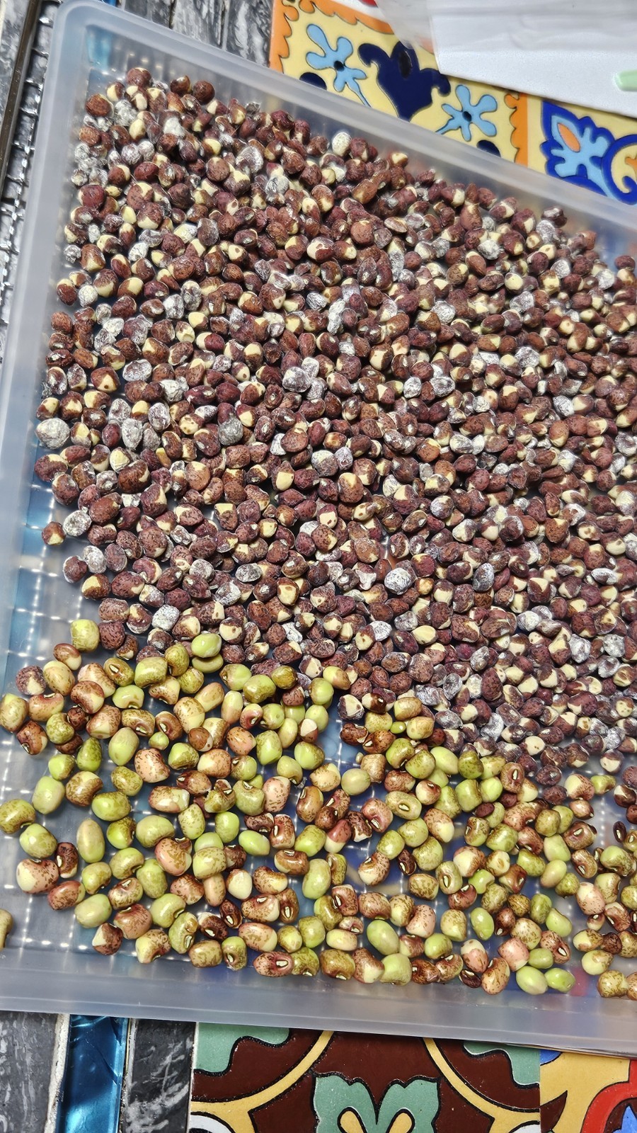 Ozark Razorback Cowpea Seeds (25) / Heat Tolerant / FL GROWN / RARE