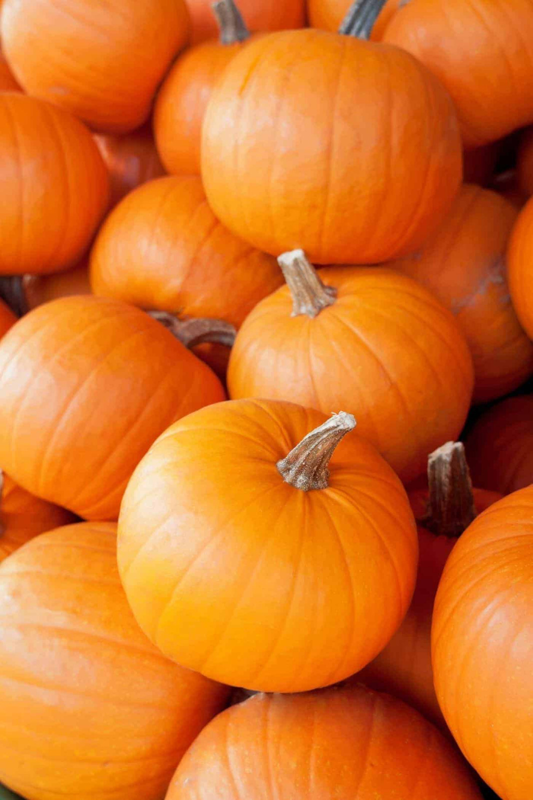 50 SMALL SUGAR PUMPKIN SEEDS / GREAT FOR PIE / FRESH FOR GARDENS