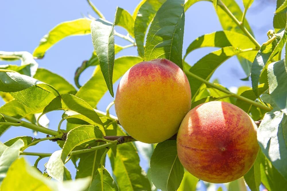 Peach Tree Seeds – Grow Delicious Peaches – Made in USA. Ships from Iowa