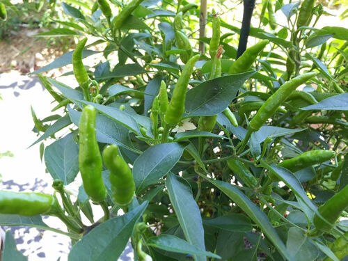 Extreme Hot Green Indian Chili – 20 Seeds – Australian Grown Seeds