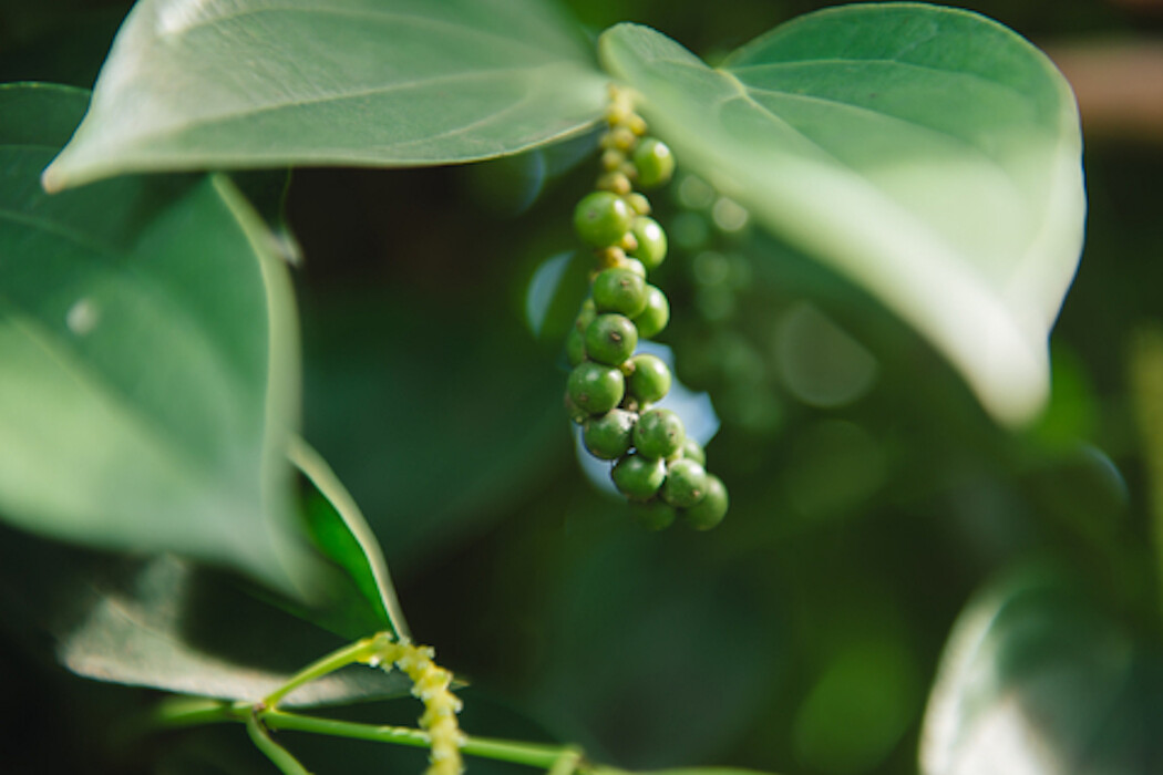 Tropical Seeds – Black Pepepr Spice- Piper Nigrum -20 Seeds – See Listing Below