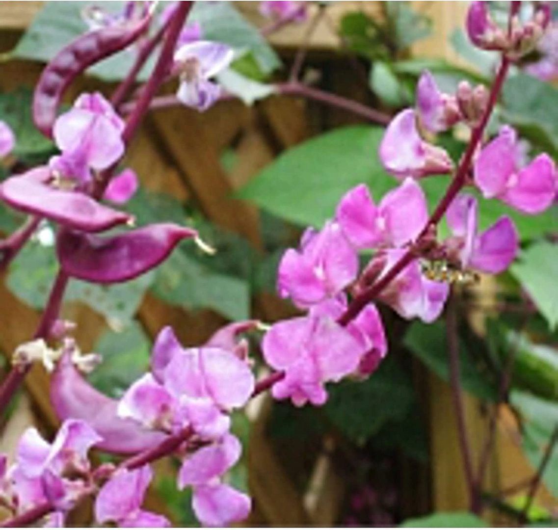 Hyacinth Bean Vine Flowers Seeds (20+ Seeds) | Non GMO | Vegetable Fruit Herb Fl