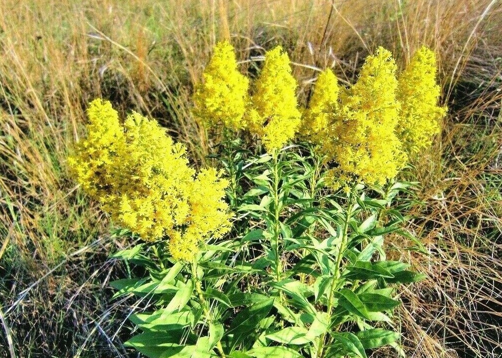 101+SHOWY GOLDENROD Seeds Perennial Native Wildflower Pollinators Autumn Flowers