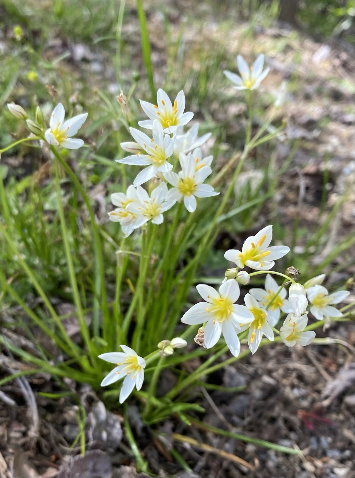 👒 10 Rain Lily Bulbs~Zephyr Lily~ Spring Garden~ White Flowers~ Fragrant￼