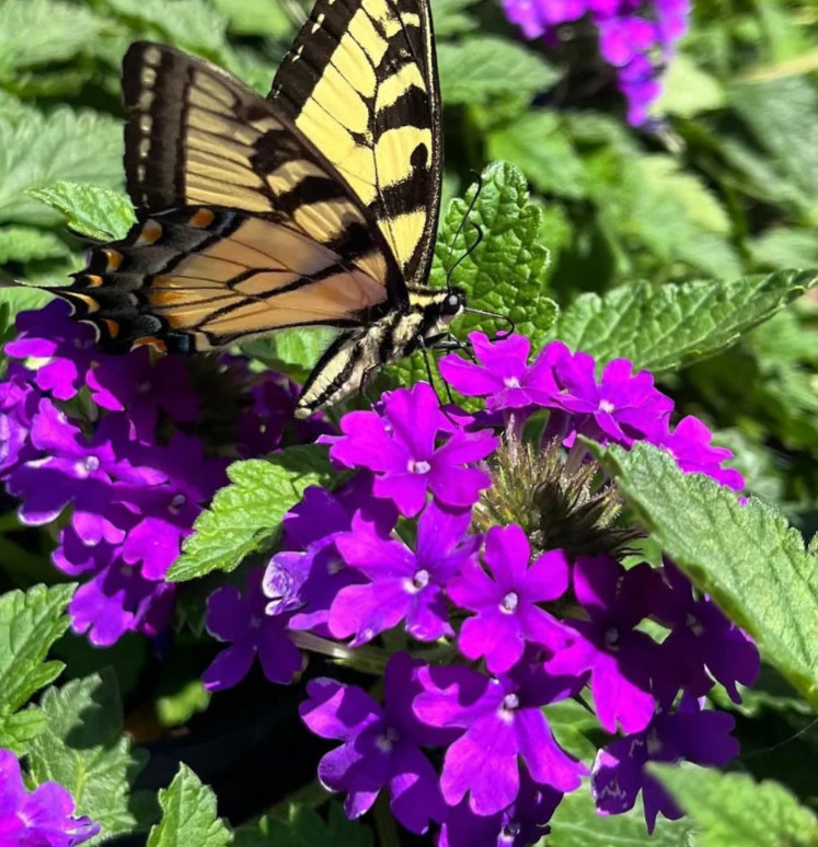 Purple Perennial Verbena Plant – 3-5″ Tall – Long-Blooming Purple Ground Cover
