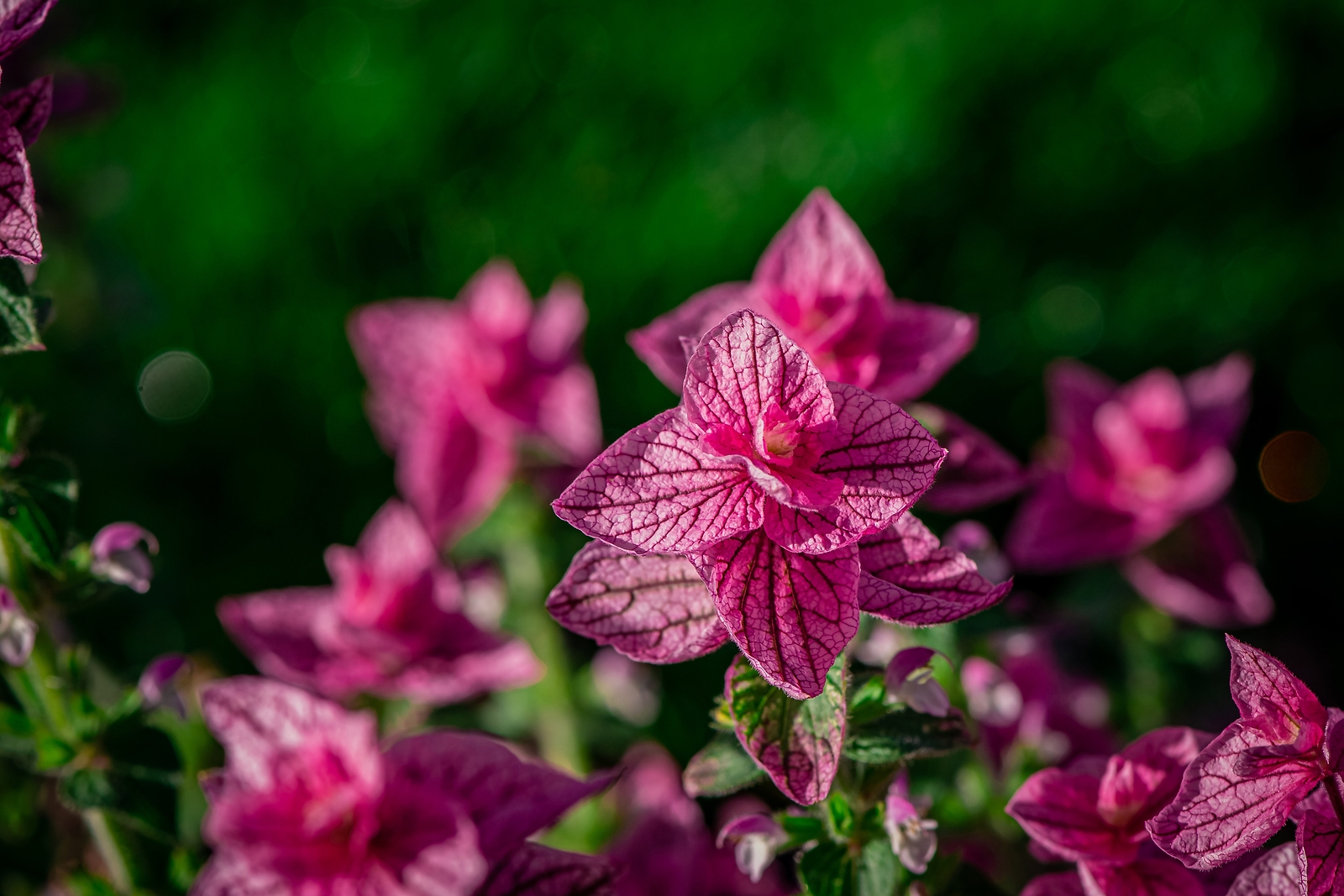 50 ‘PINK Sundae’ Clary SAGE / SALVIA Viridis Horminum Herb Flower Seeds
