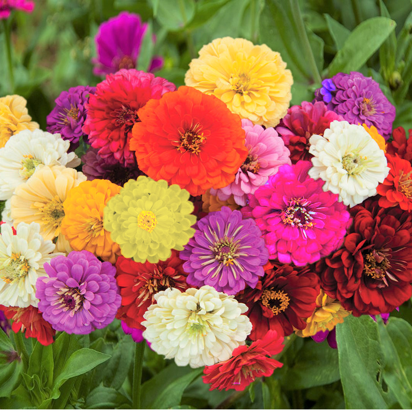 Dahlia Flowered Mix Zinnia Seeds | Giant Rainbow Bennarys Big Flower Seed 2024