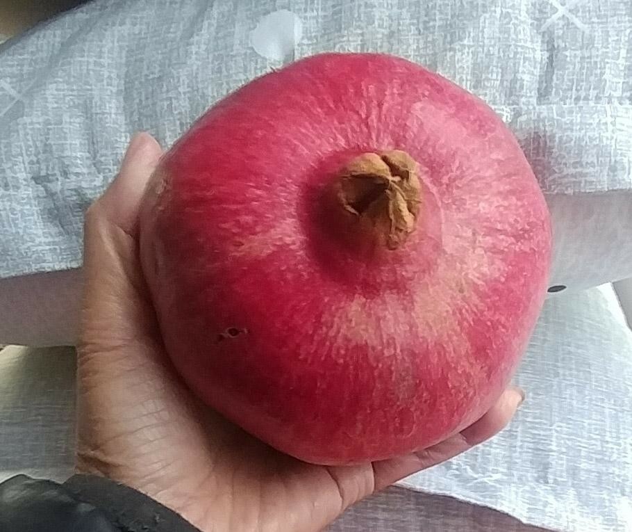 6 (six) cuttings of POMEGRANATE (WONDERFULL) 8″-12″ for propagation (no root)