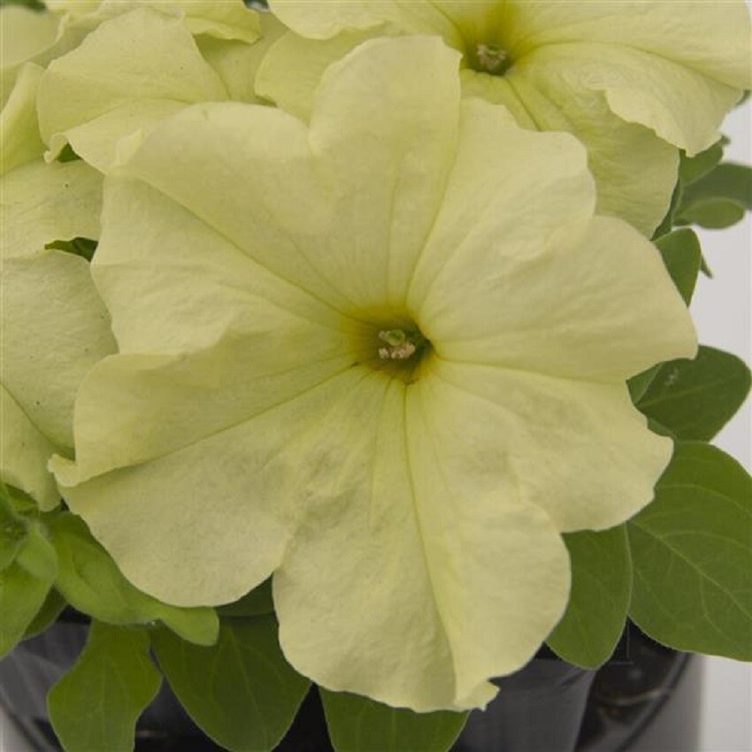 Petunia Seeds 50 Pelleted Seeds Petunia Pretty Grand Mellow Yellow