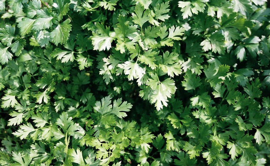 Herb Seed: Dark Green Italian Parsley 500+ Seeds Fresh Seed