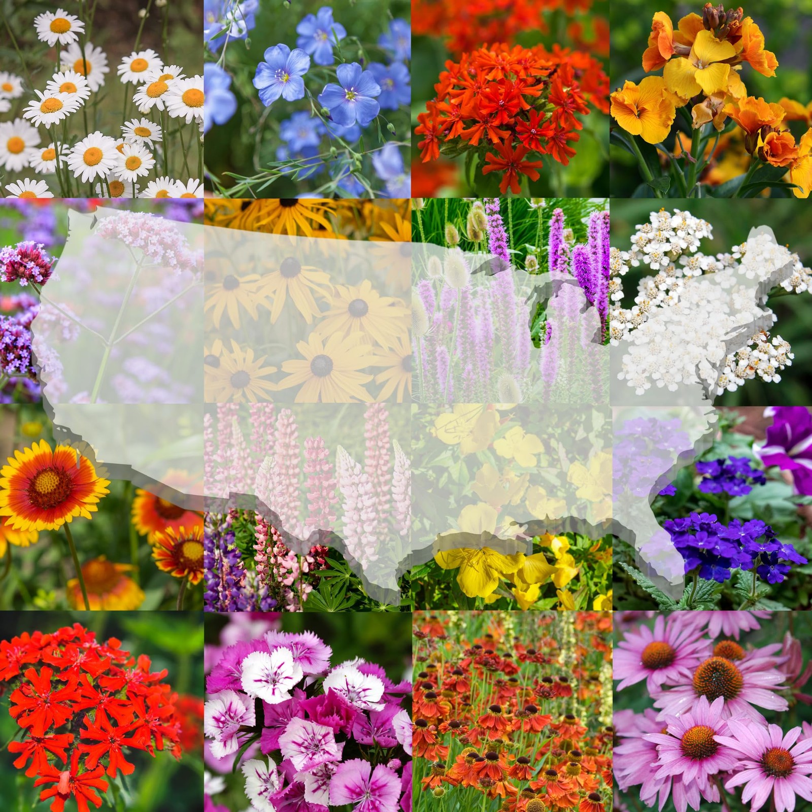 United States Nationwide Bulk All Perennial Non-GMO Wildflower Seed Mix – All…