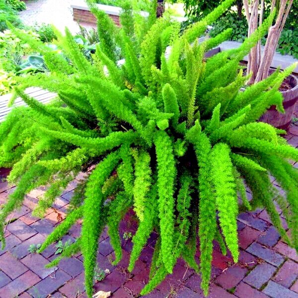 10 ASPARAGUS FOXTAIL FERN Seeds Myers Houseplant Tropical Flower Garden RARE!