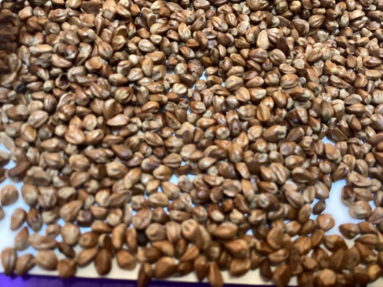 Eastern Red Cedar Tree seeds (Juniperus Virginiana)