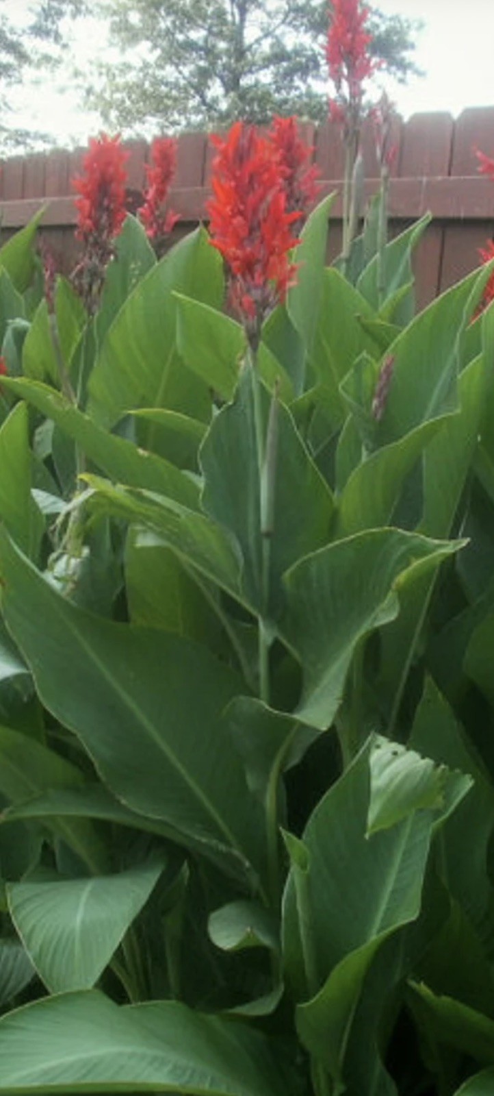 Canna Bulbs Red Flowers Tall Plants Lot Of (5) Bronze Leaf Lily Rhizomes
