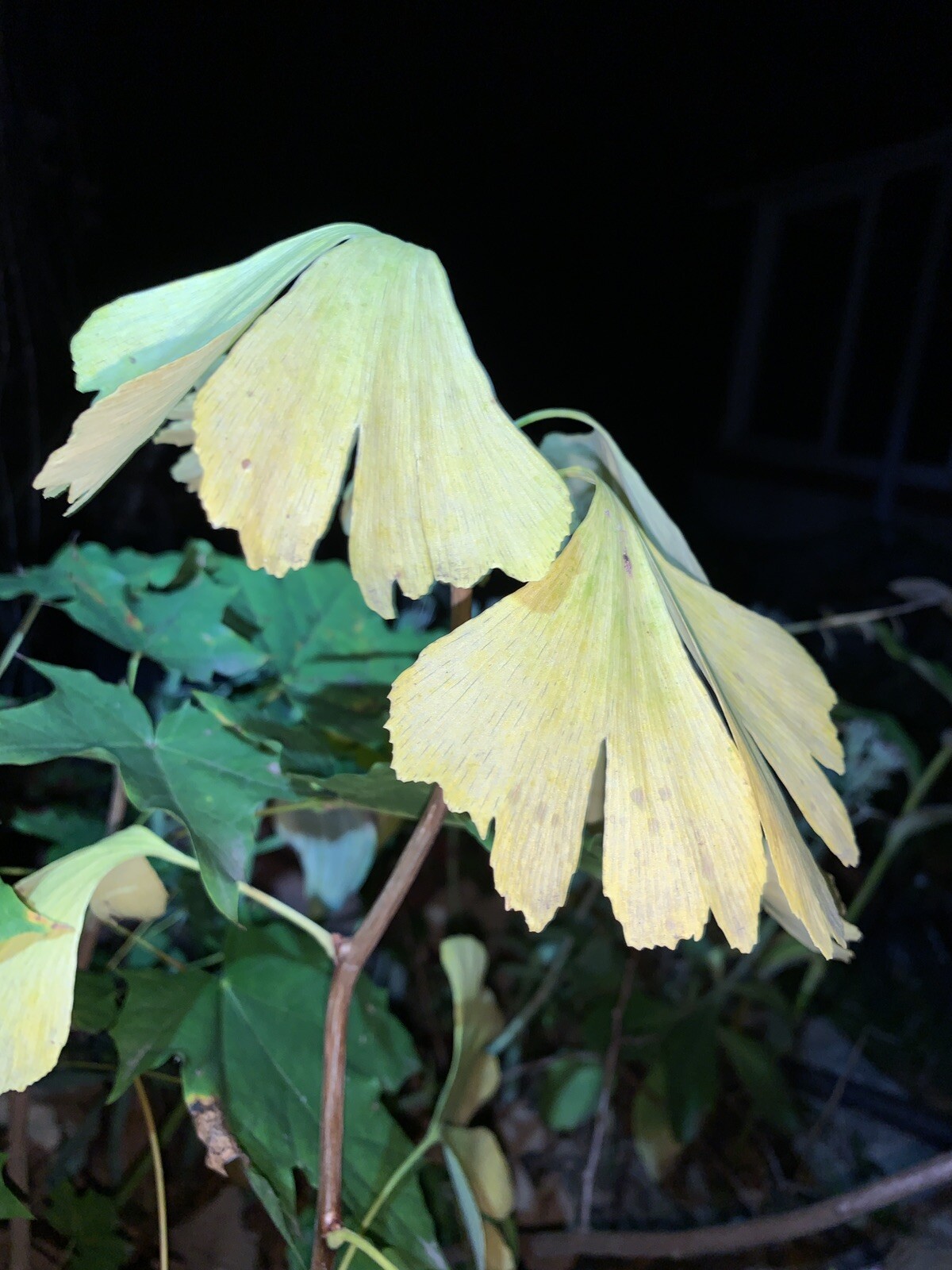 Exact plant shown, 3 year old Ginkgo Biloba seedling. Unusual 4-6-8 split leaves
