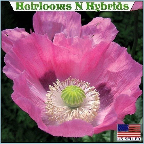 2,500+ The Giant, “Rattler” Papavear Somniferum Giganteum Poppy Seeds Huge Pods