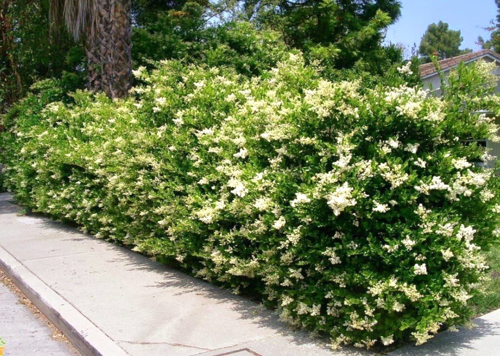 100 Seeds Privet Seeds – Ligustrum vulgare, Ligustrum Quihoui Carr, Ligustrum l