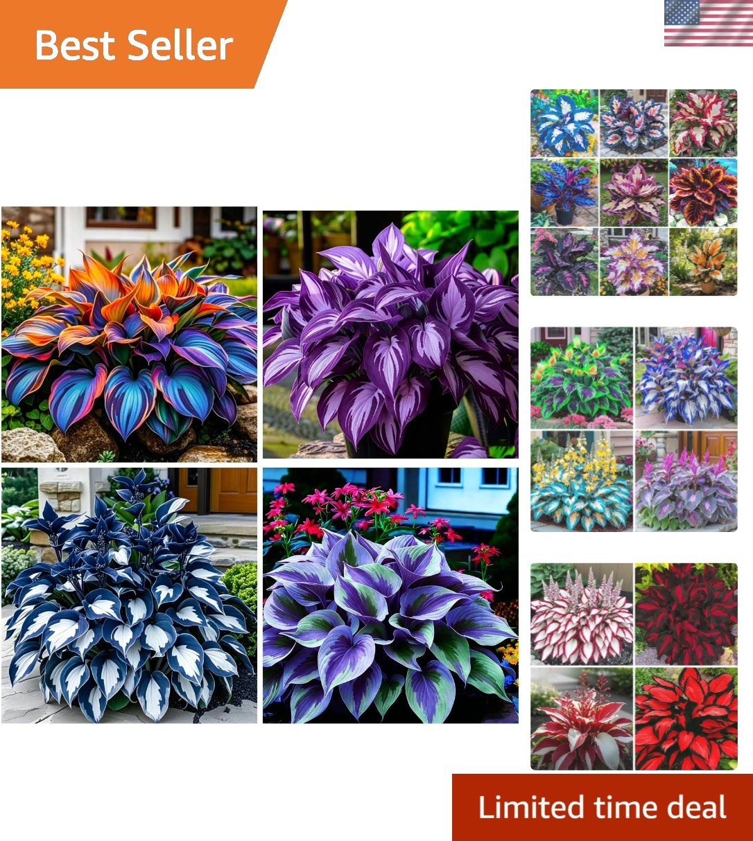 200+ Mixed Color Hosta Seeds – Low Maintenance Perennials for Stunning Borders