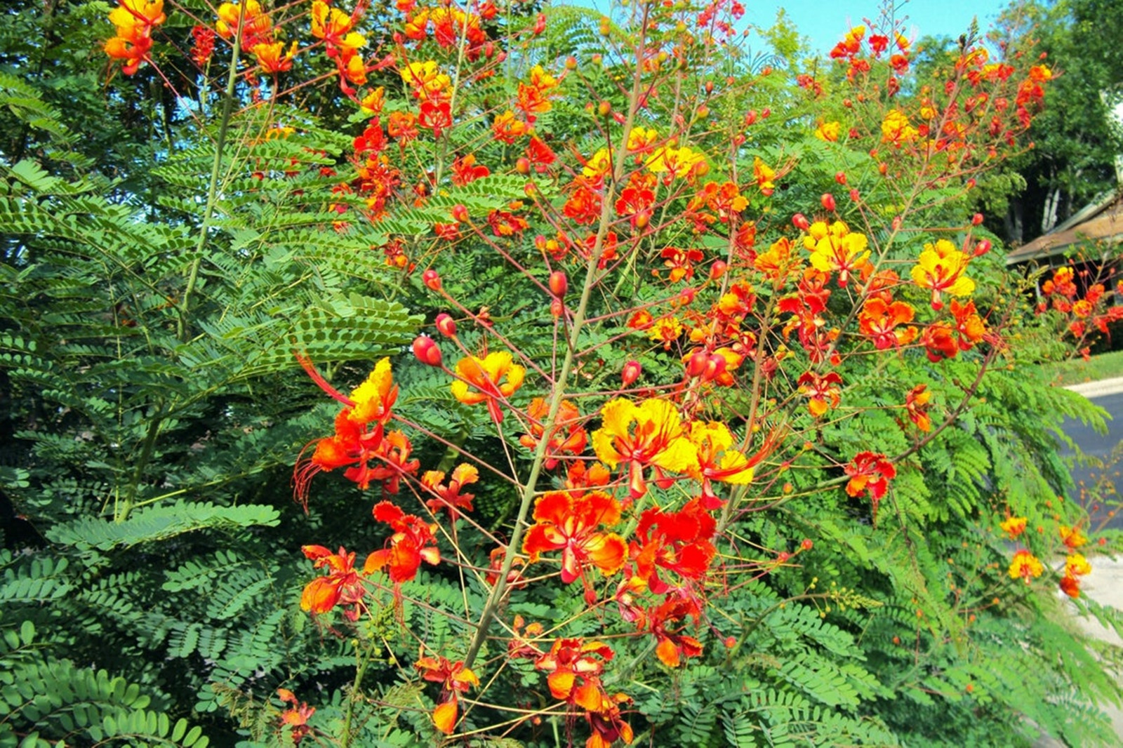 Mexican Redbird Red Bird of Paradise Peacock Flower 25 Seeds Texas Plants