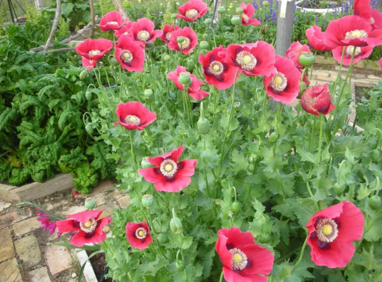 PepperBox Poppy Seed (Papaver S) 1500 USA SELLER!