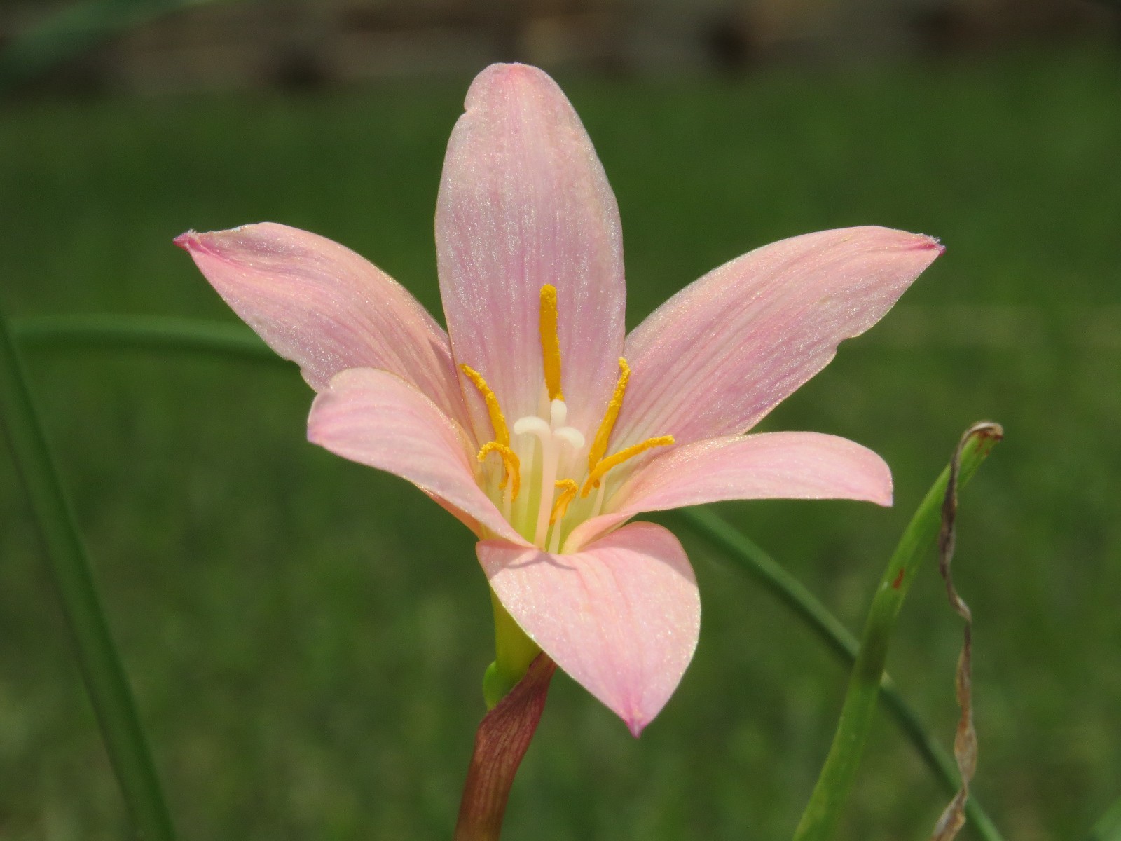 Rain Lily, Zephyranthes Pink Diamond, 1 bulb, NEW, habranthus