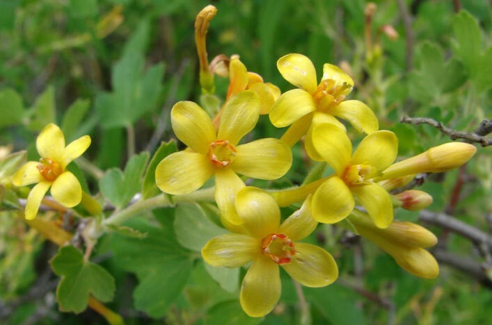 Ribes aureum var. gracillimum | Golden Currant | 10_Seeds