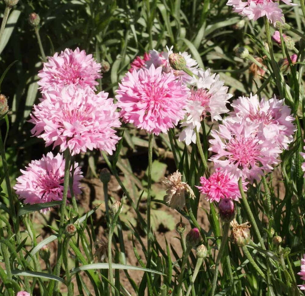 500 Tall Pink Bachelor Button Flower Seeds Cornflower