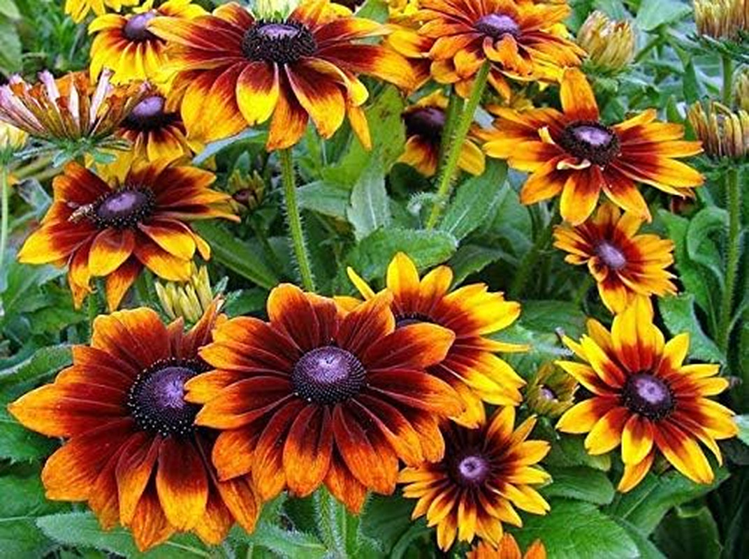 300 Gloriosa Daisy Rudbeckia Hirta Flower Seeds, Black-Eyed Susan, Biennial, Bea