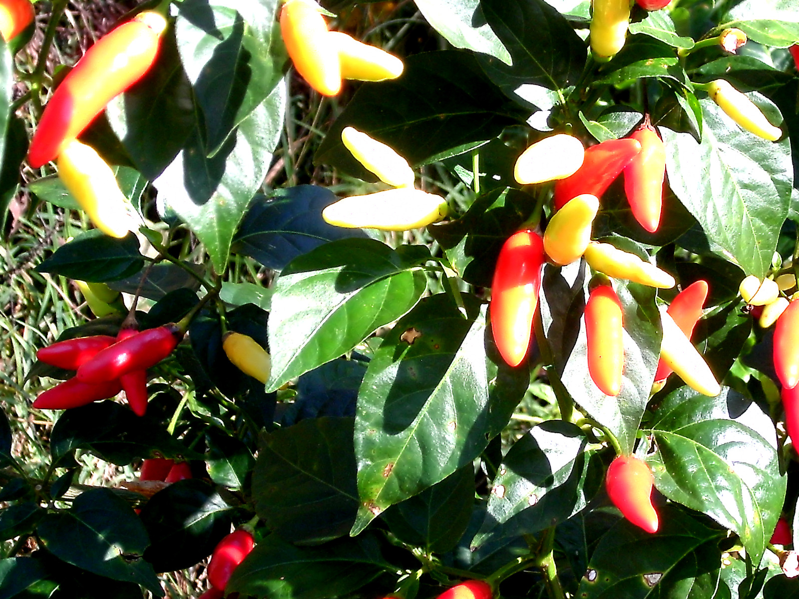 0.25 gram Tabasco pepper seed. Famous for hot sauce! OG/OP, No-till. USA Grown!