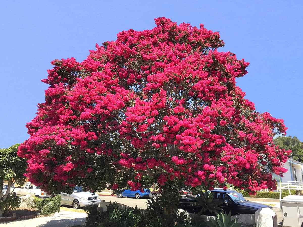 crape myrtle seeds
