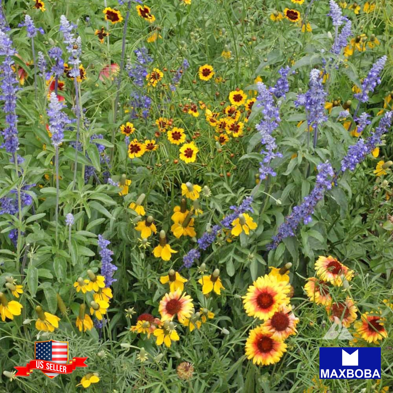 1000 Wildflower Seeds Dry Land Mix Non-GMO BOGO 50% OFF
