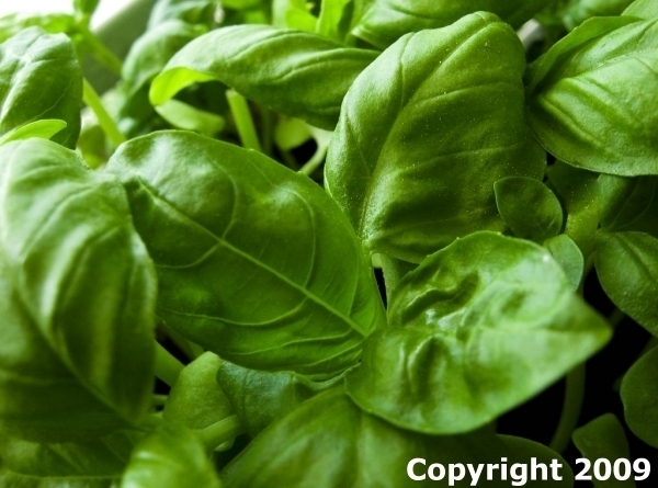 Heirloom Italian Basil Seed Assortment- 5 Varieties- 1,100+ Seeds
