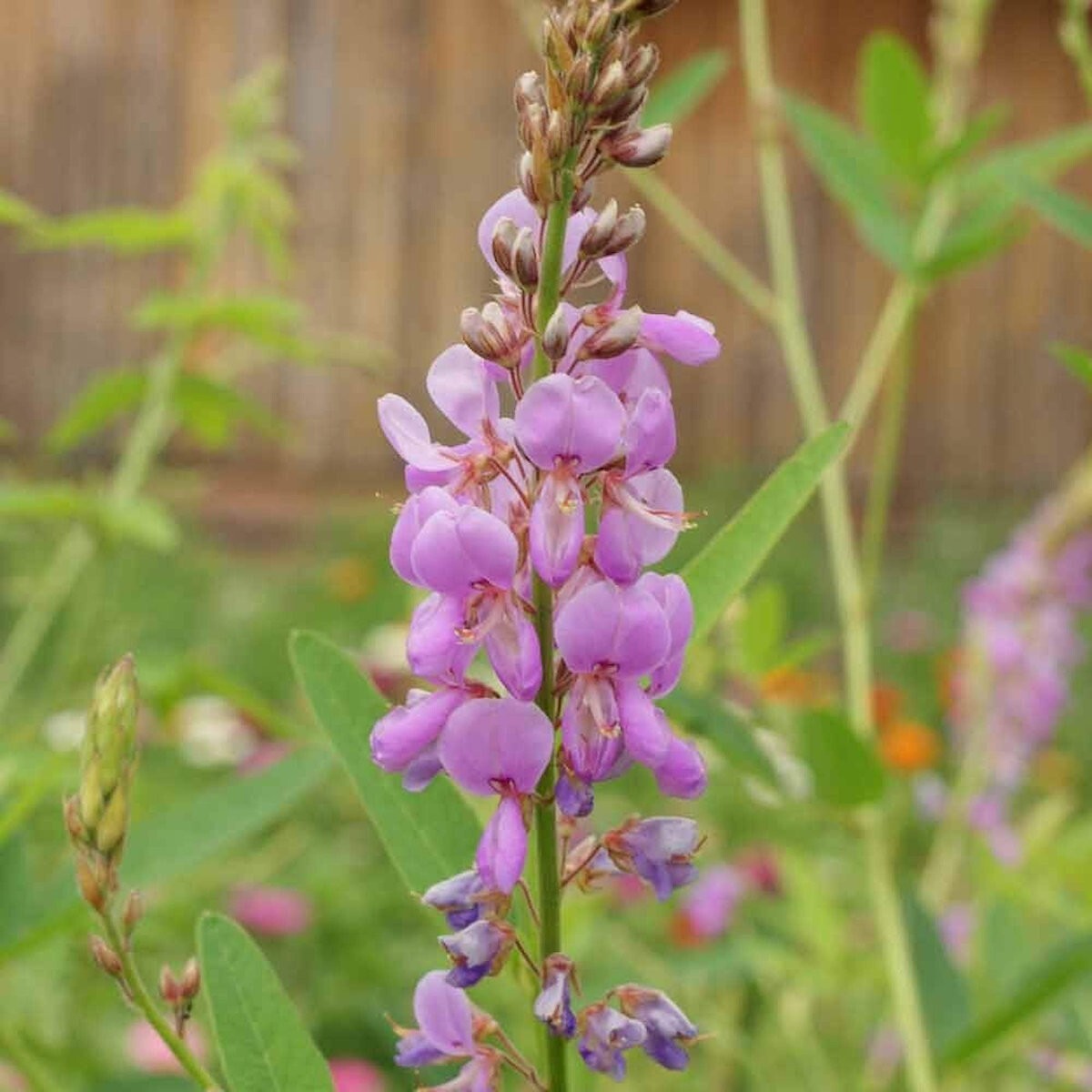 150 Showy Tick Trefoil Wildflower Seeds – Everwilde Farms Mylar Seed Packet