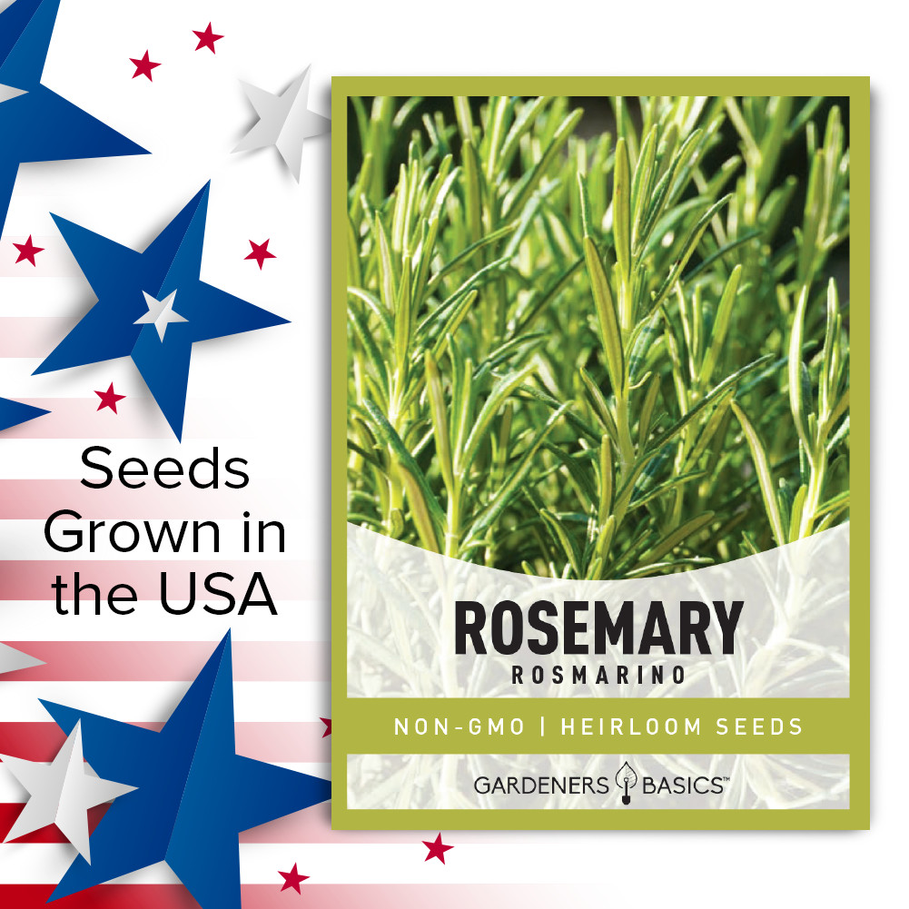 Rosemary Seeds