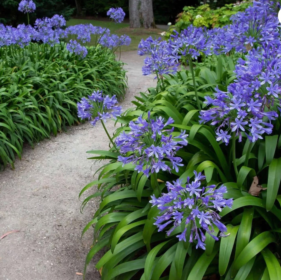Blue/White Lily of the Nile Rooted Adult Plant – READY TO PLANT IN THE GROUND!