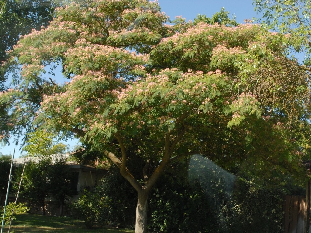 20 Mimosa Tree Seeds (Albizia julibrissin) Persian Pink Silk Flower Plant Bonsai