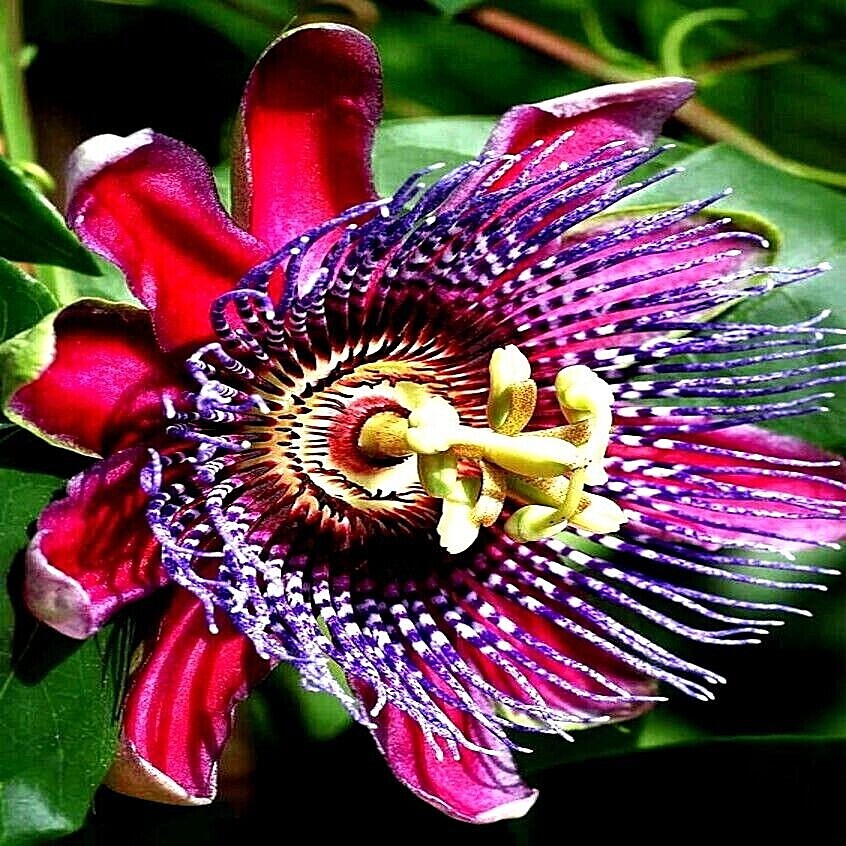 20 GIANT GRANADILLA SEEDS (Passiflora quadrangularis) Passionfruit Flower Plant