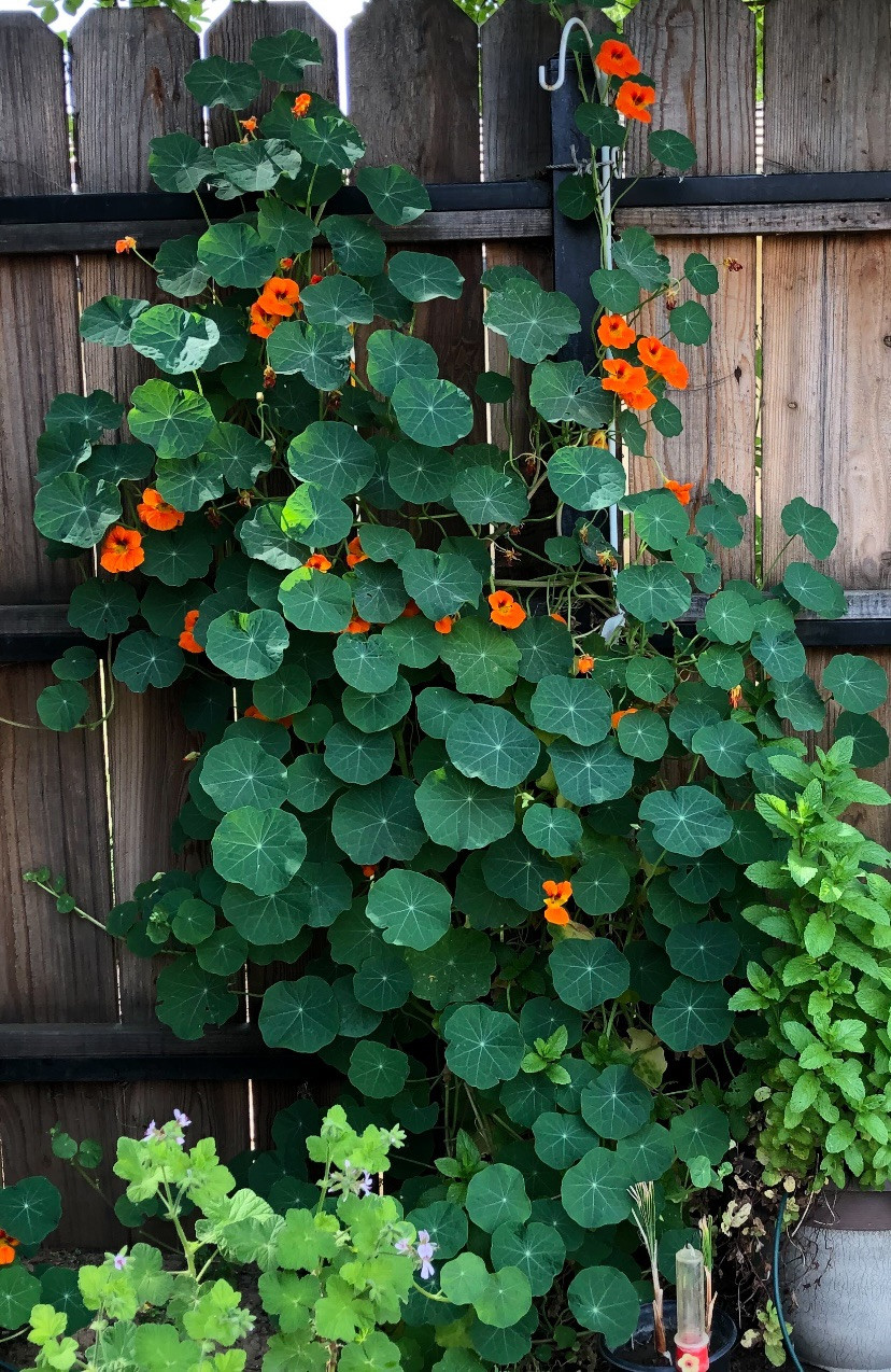 Nasturtium Flower Seeds Tall Mix 25 Seeds