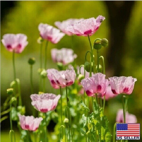 Turkish Poppy Seeds 10,000 Imported Fresh For Planting P Somniferum Mavi Hashas