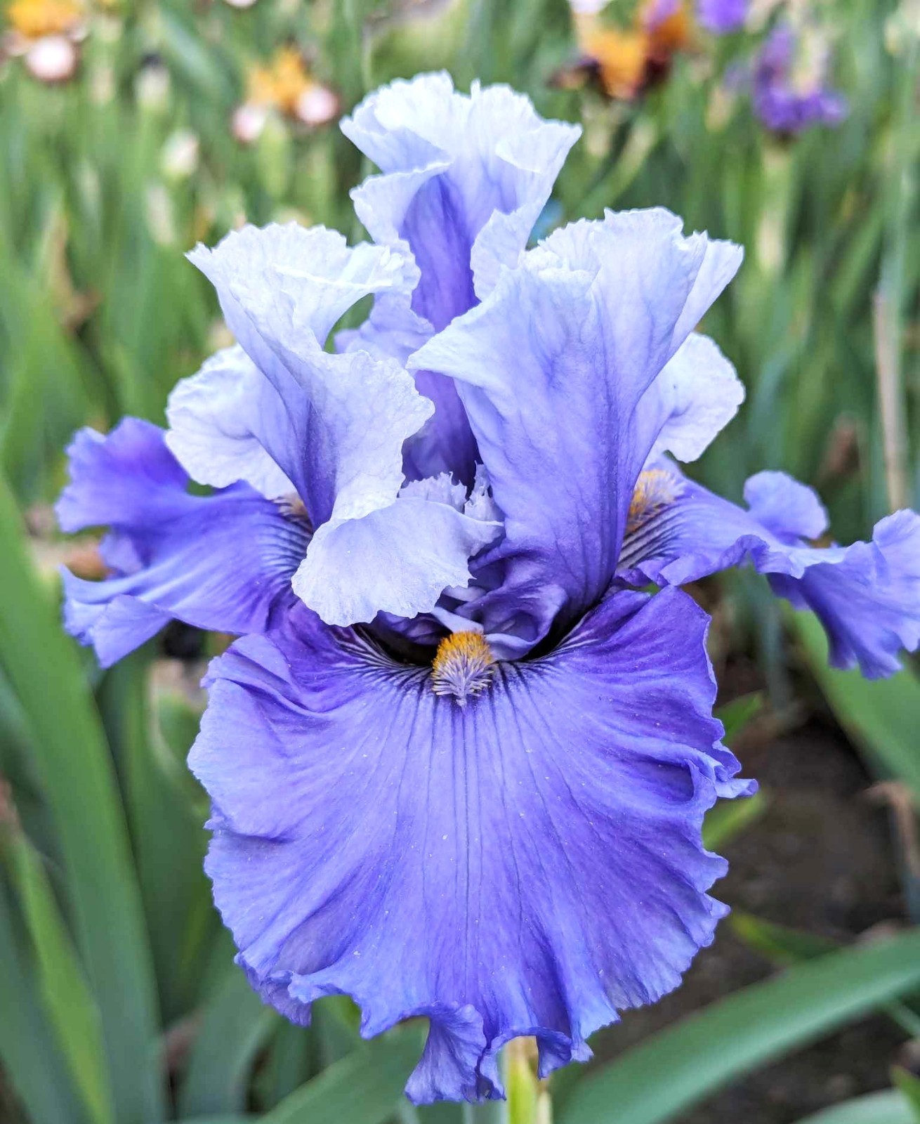 ‘Major Issue’ ﻿ Tall Bearded Iris Rhizome PRE-SALE to Ship Aug/Sept