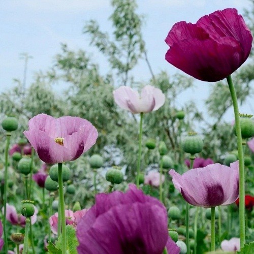 20,000+ Turkish Imported Poppy Seeds For Fall Spring Planting Papavar Somniferum