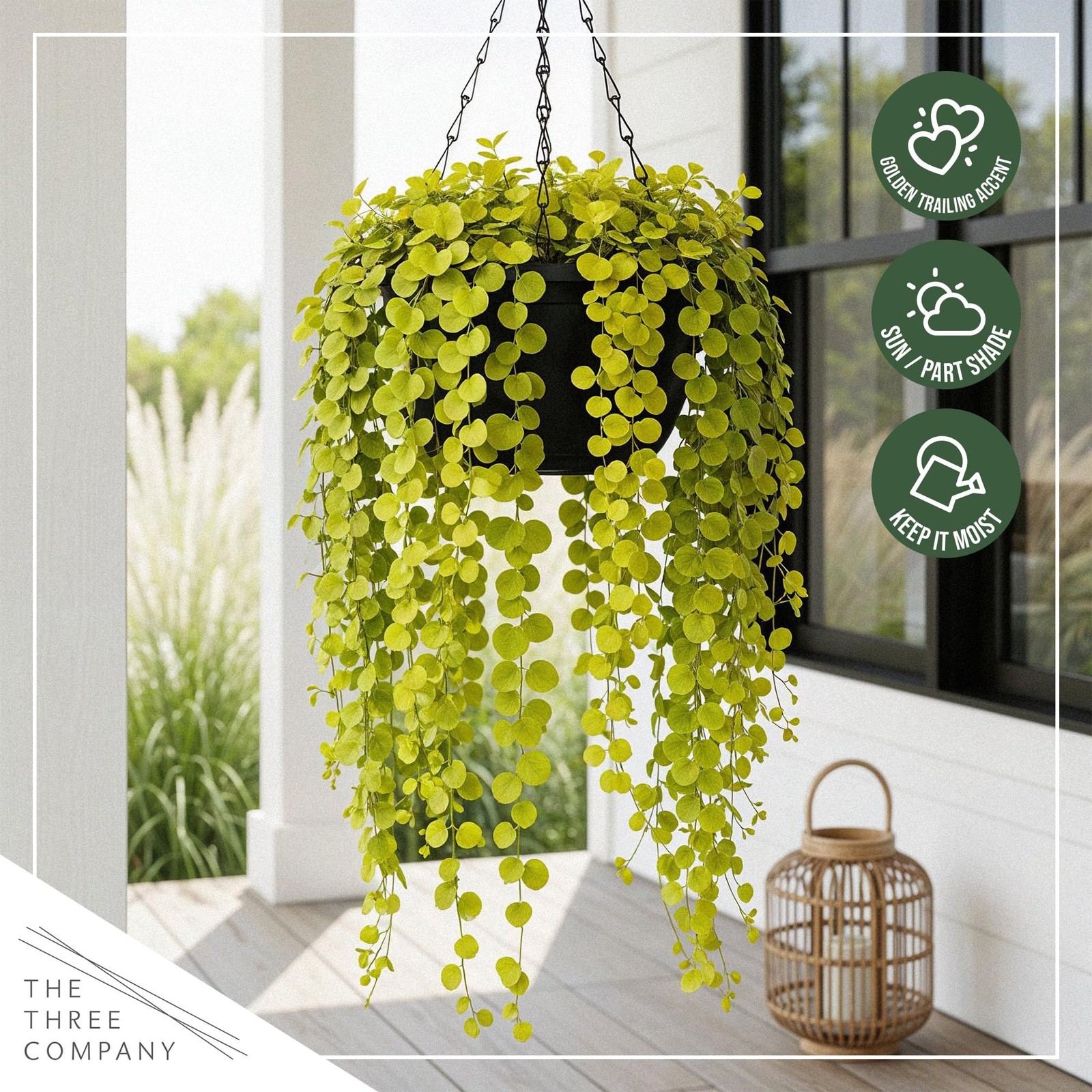 Creeping Jenny Live Plant (Lysimachia nummularia) – 2 Plants Per Pack – Healt…