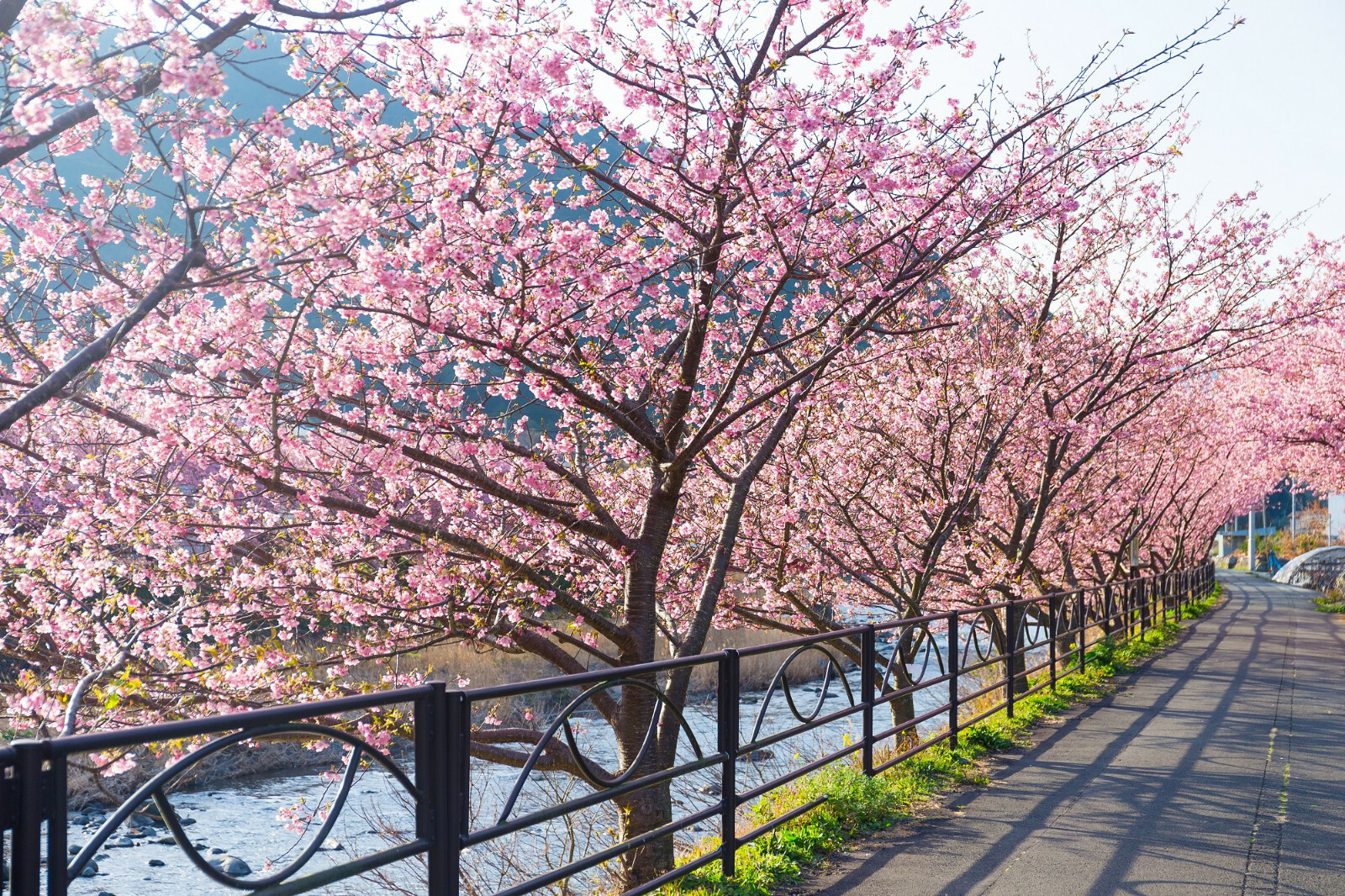 20 Japanese Cherry Blossom Tree Seeds, P. serrulata Pink Flowering Sakura Bonsai