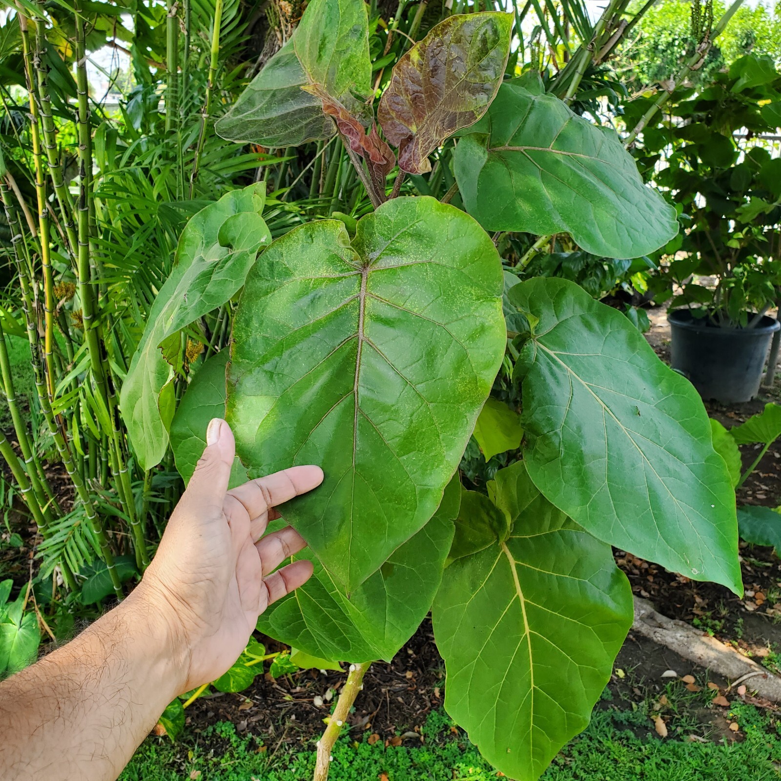 Cphomandra Betacea. 5FT tall 3 gallon size. LOCAL PICKUP