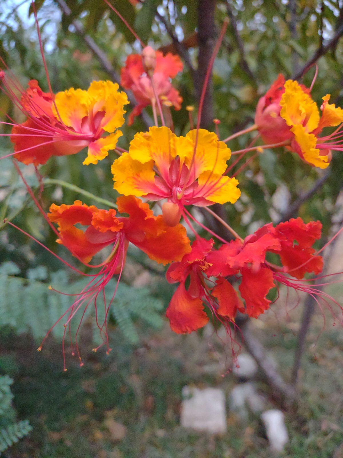 Pride of Barbados Seed, Poinciana, Peacock flower, Red bird of paradise, Free Sh