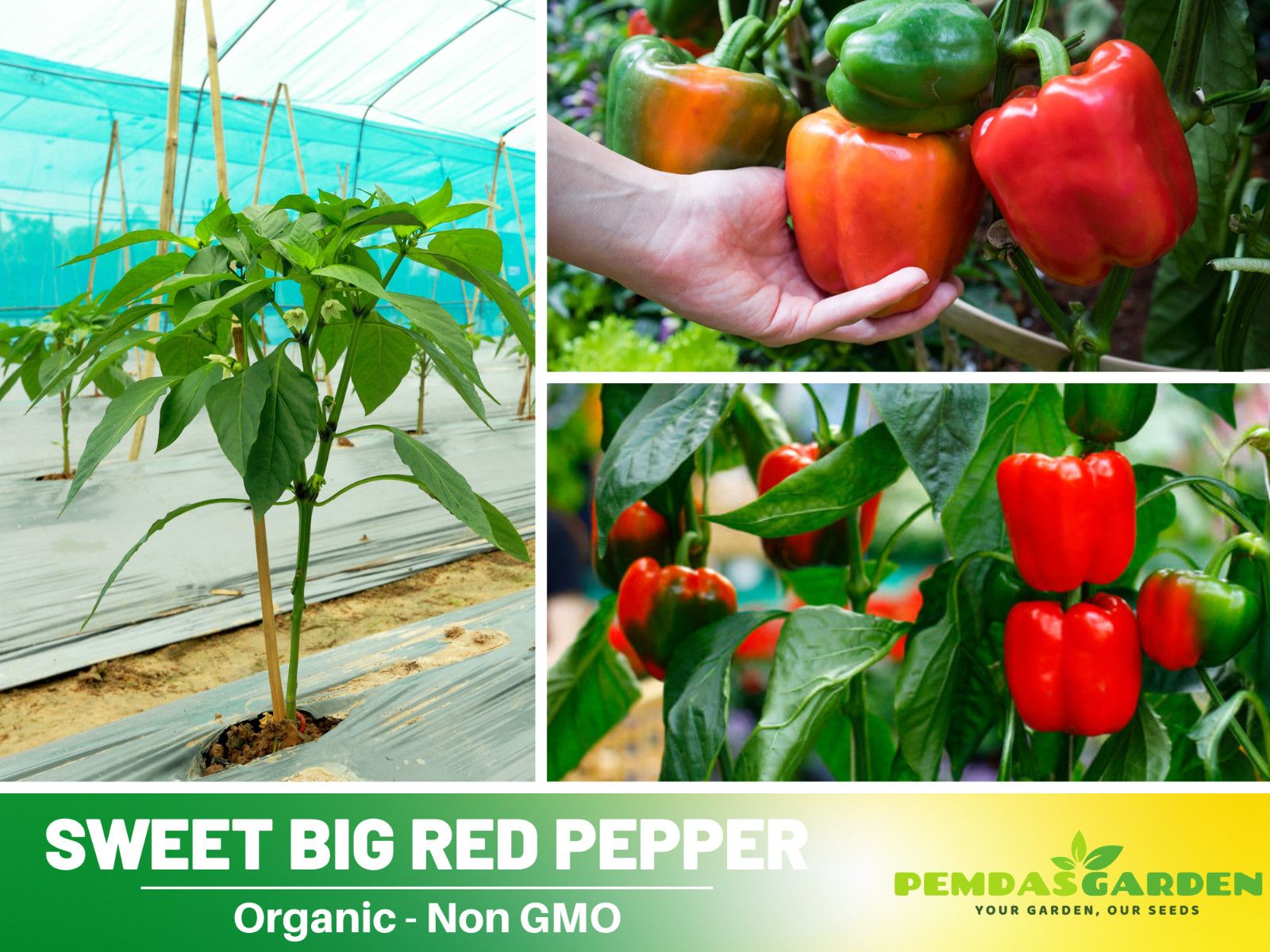 20 Seeds| Pepper Seeds – Sweet – Big Red