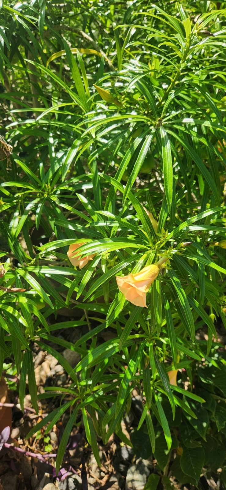 Thevetia nereifolia (Orange Oleander peruviana) 2 started plants (5-7 inch)
